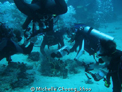 5 divers trying to take a shot of  1 tiny pygmy seahorse!... by Michelle Choong_khoo 